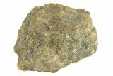 Polished Howardite Meteorite Section ( g) - Bechar #286942-1